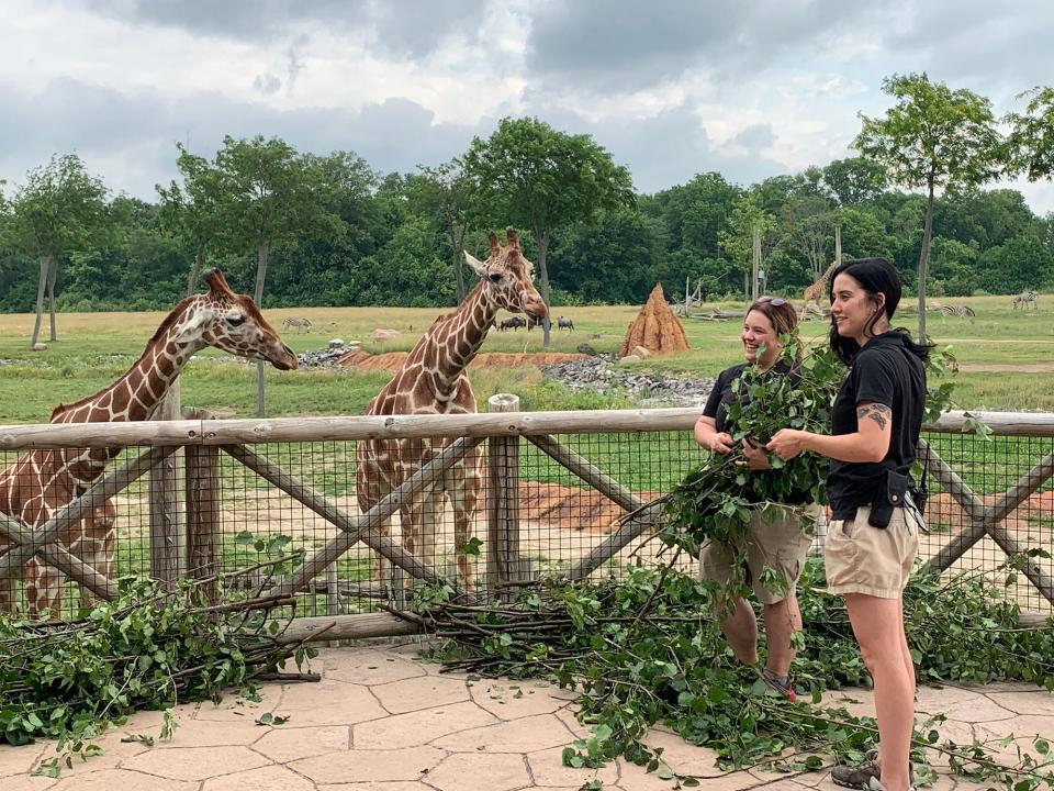 Taylor Hann, head keeper of Heart of Africa, and Madison Denison, zookeeper at Heart of Africa, demonstrate the materials they will be feeding to the giraffes as part of their collaboration with AEP where trimmings from downed trees collected by utility workers will be fed to zoo animals at the Columbus Zoo, on Monday in Columbus, Ohio.