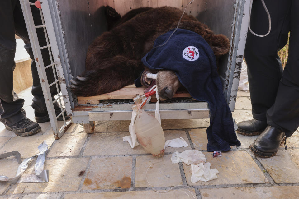 24-year-old bear Mark lies sedated in a transportation cage after it was rescued in Tirana, Albania, on Wednesday, Dec. 7, 2022. Mark was kept at a cage for 20 years at a restaurant in the capital Tirana. Albania's last brown bear in captivity has been rescued by an international animal welfare organization and taken to a sanctuary in Austria.(AP Photo/Franc Zhurda)