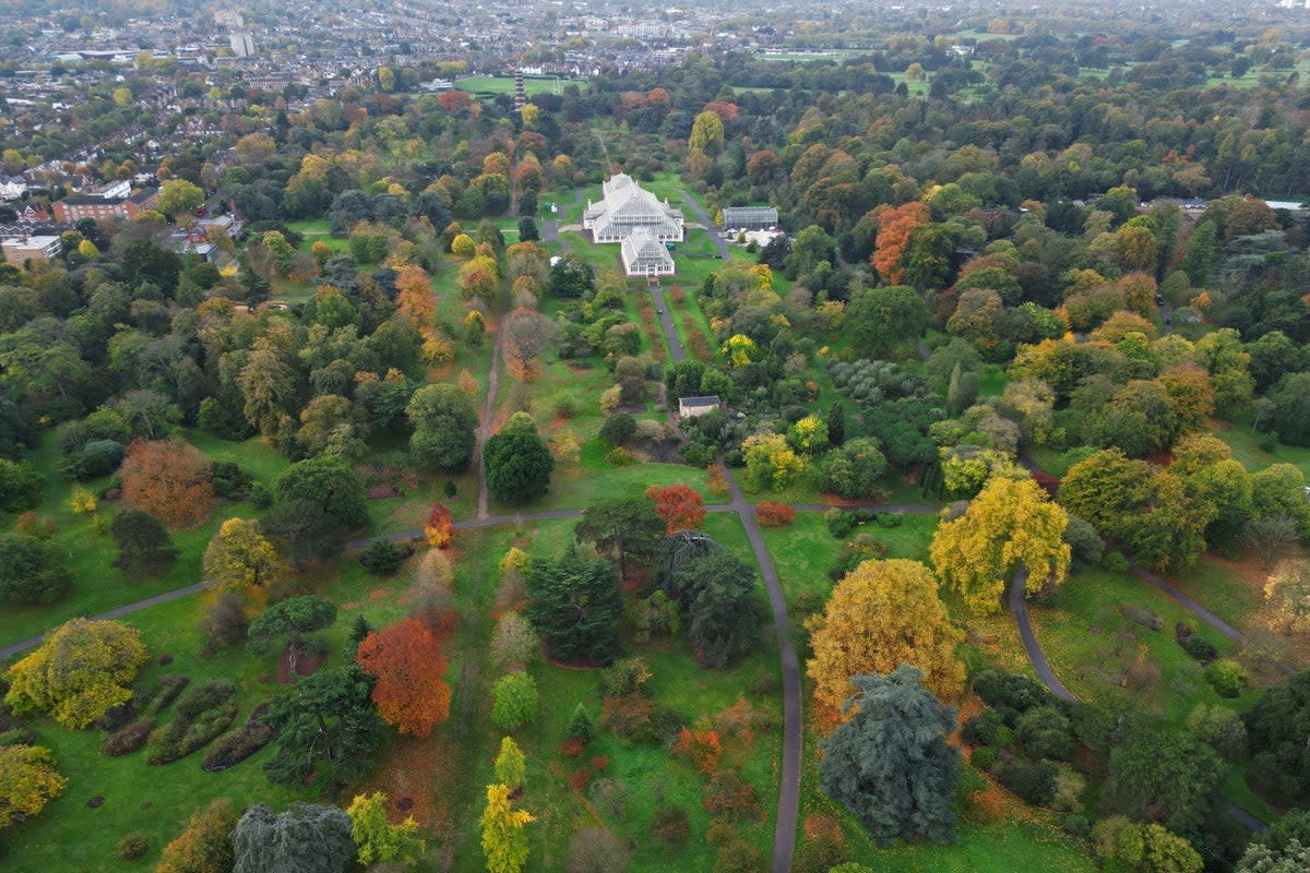 Autumn colours on display at the Royal Botanic Gardens, Kew (Yui Mok/PA) (PA Wire)