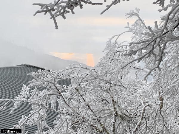 太平山國家森林遊樂區第二波冬季雪期預警性機動管制措施公布。圖:太平山莊霧淞。（羅東林管處提供）