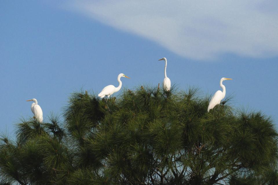 Great egrets perch atop a slash pine in Corkscrew Swamp Sanctuary.