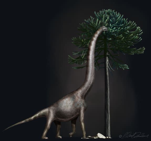 A rendering of Brachiosaurus-araucaria, or "Bigfoot."