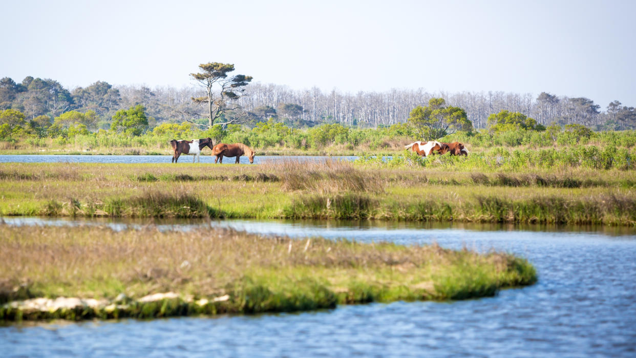 Scenic view of a marsh at Assateague Island National Seashore, Maryland with a group of wild ponies (Equus caballus) in the distance - Image.