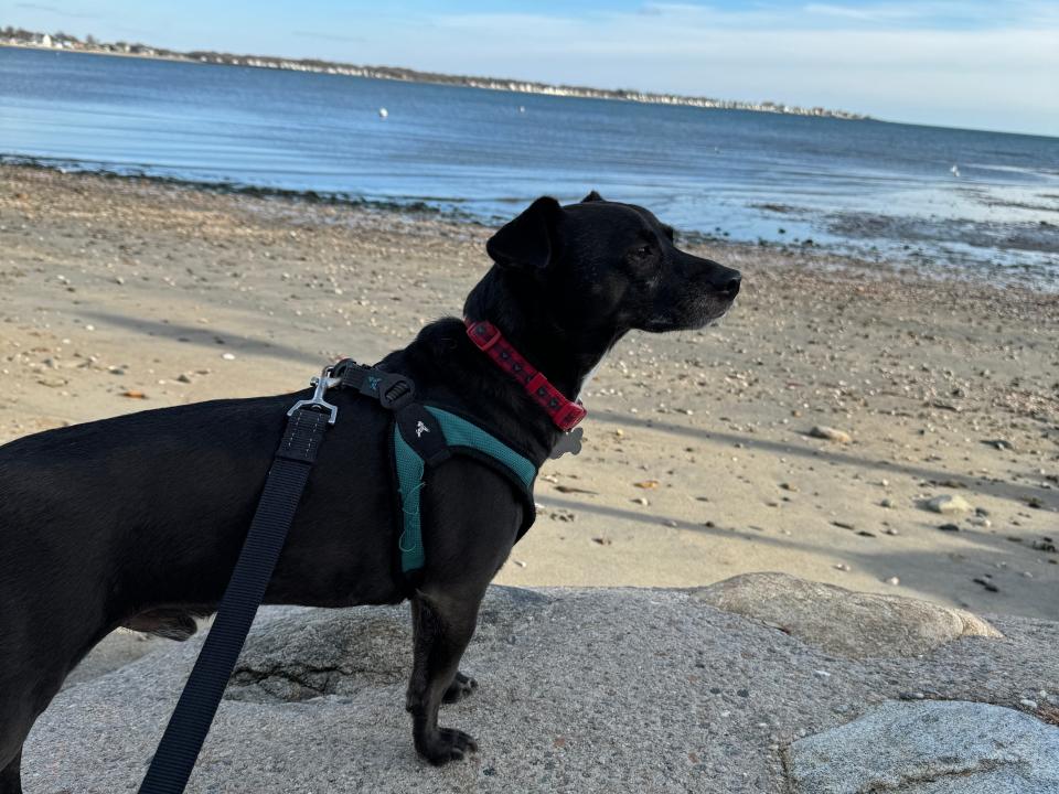 Dog on Beach in Connecticut 