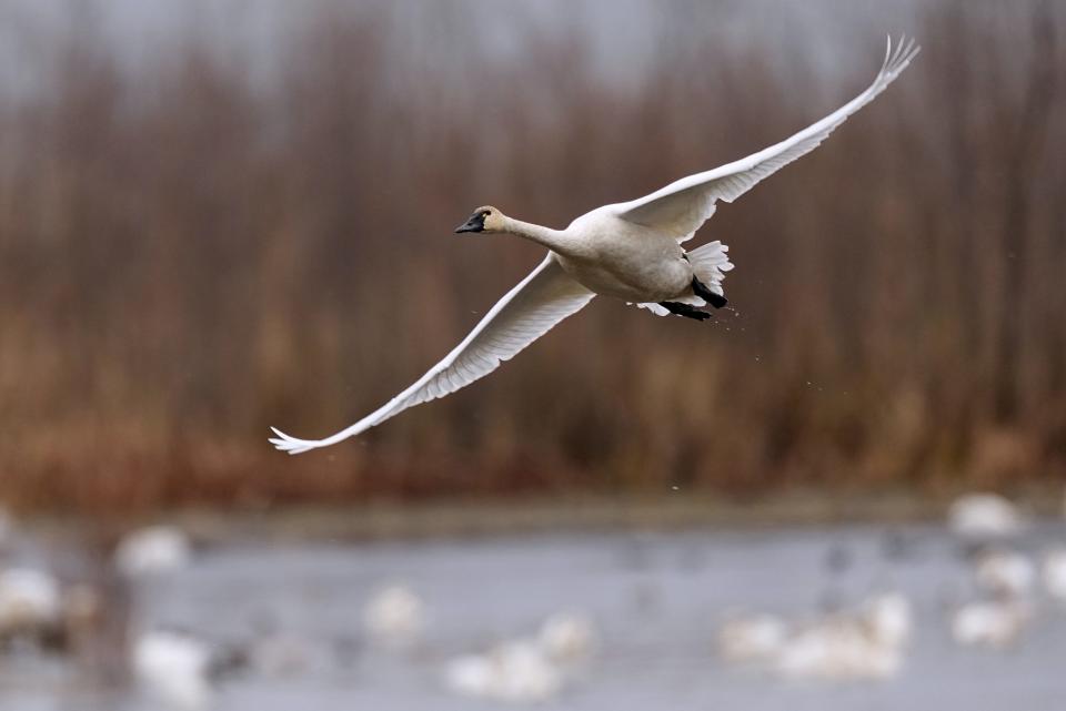 A tundra swan flies above other waterfowl and swans Saturday, November 12, 2022 on the Mississippi River between Stoddard, Wis. and Brownsville, Minn. In a half-mile stretch of the river sheltered on the leeward side of restored islands, several thousand tundra swans congregate while on their migration south from Alaska and northern Canada.