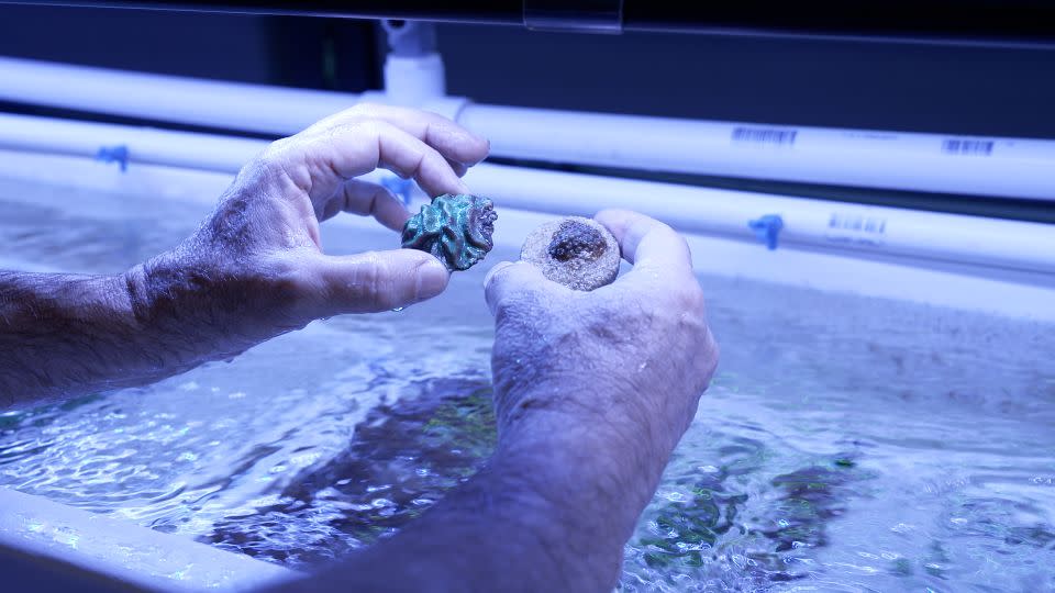 Associate Professor Diego Lirman zeigt zwei kleine Korallen, die in der Baumschule seines Labors wachsen.  Die Koralle in seiner rechten Hand werde in etwa drei Monaten die Größe der Koralle in seiner linken Hand erreichen, sagt er, und dann bereit sein, auf einem Riff gepflanzt zu werden.  -CNN