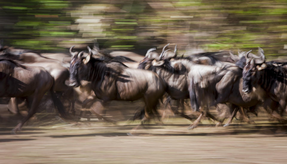 A herd of wildebeest migrate across the plains. (Photo: Will Burrard-Lucas/Caters News)