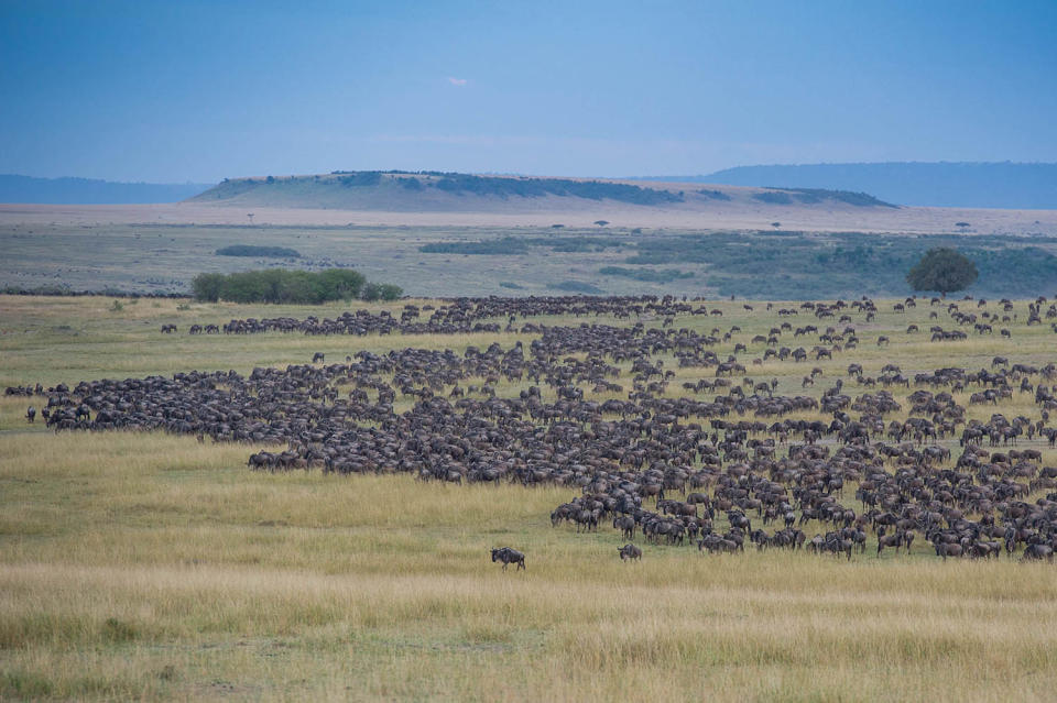 Herding home: Wildebeest photographed in mass migration