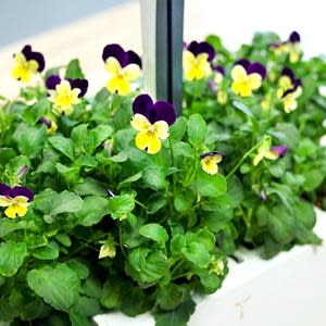 A lush garden of pansies ready to harvest in the Véritable® Classic Indoor Garden. Véritable Lingots® are 100% compostable and biodegradable, with no GMOs or pesticides.