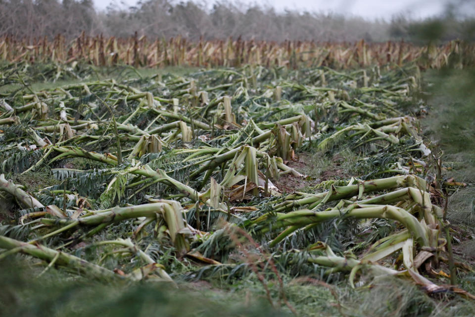 A damaged banana plantation in Guayama.&nbsp;