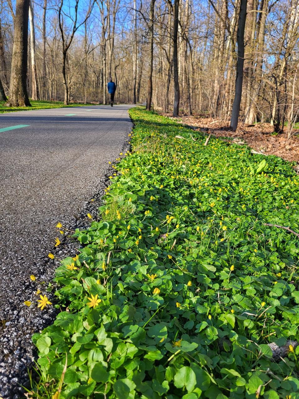 In early spring, lesser celandine covers the ground beside a paved trail near the Grand River in Michigan.