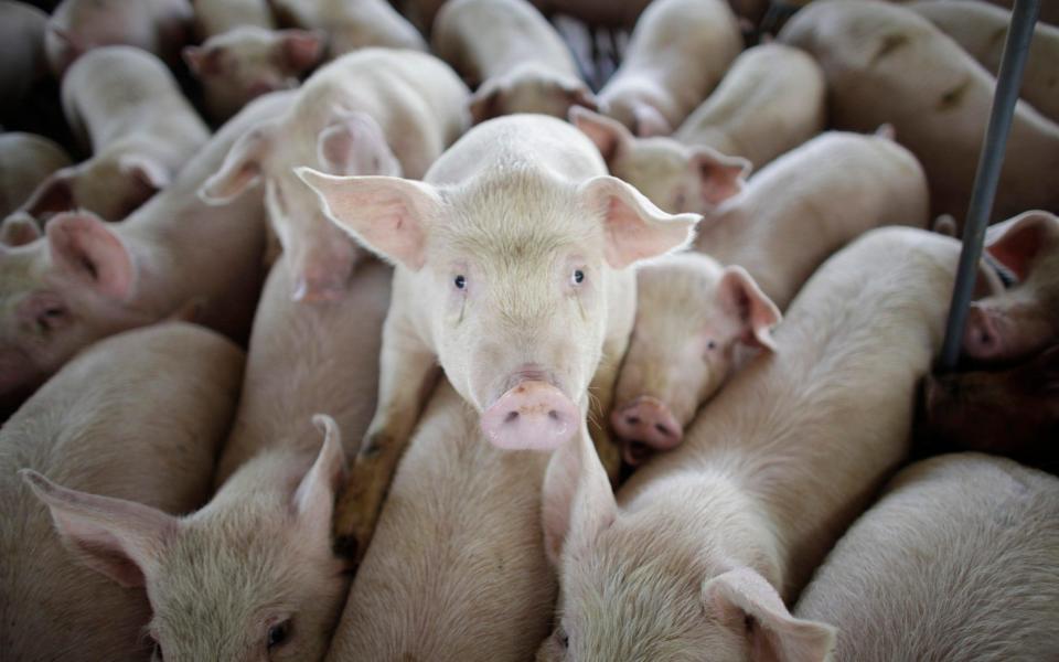 Researchers took 30,000 nasal swabs from pigs in slaughterhouses - AP