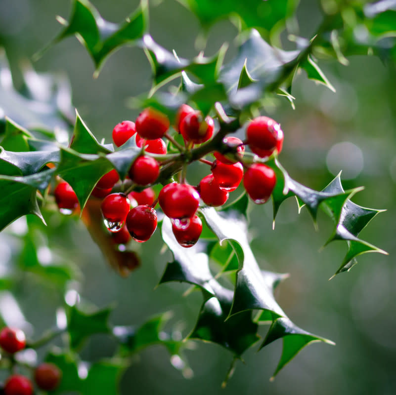 Holly berries, a very common Christmas plant used in decorations. <p>Alistair MacRobert/Unsplash</p>