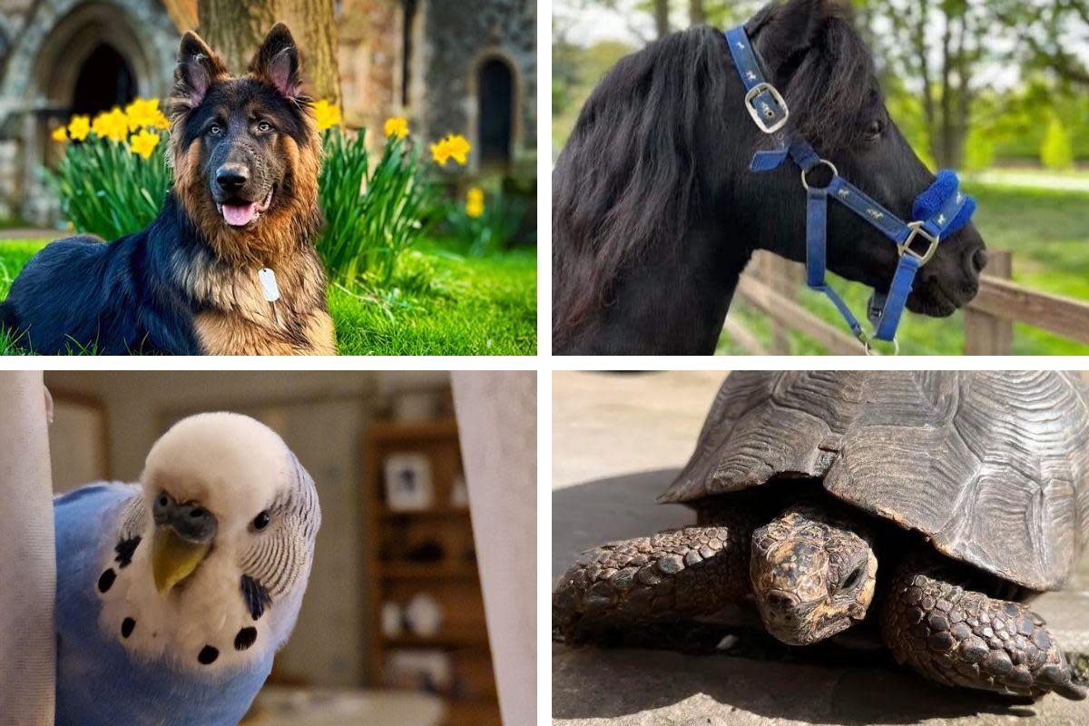 Man's best friend - Four different pets owned by our readers for National Pet Month <i>(Image: Newsquest)</i>