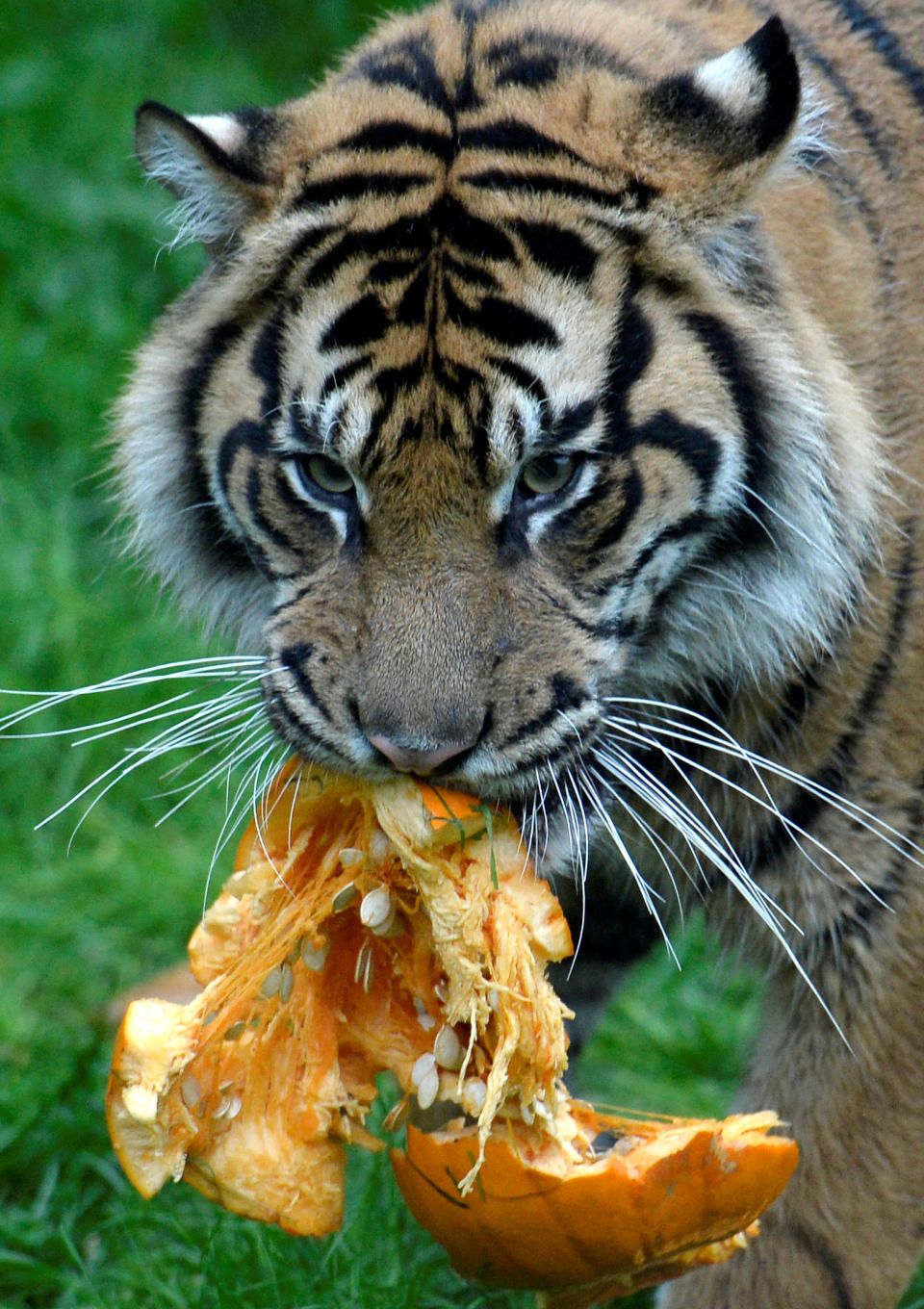 A Sumatran tiger eats a pumpkin