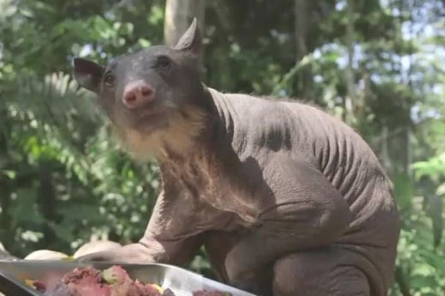 Abused circus bear rescued