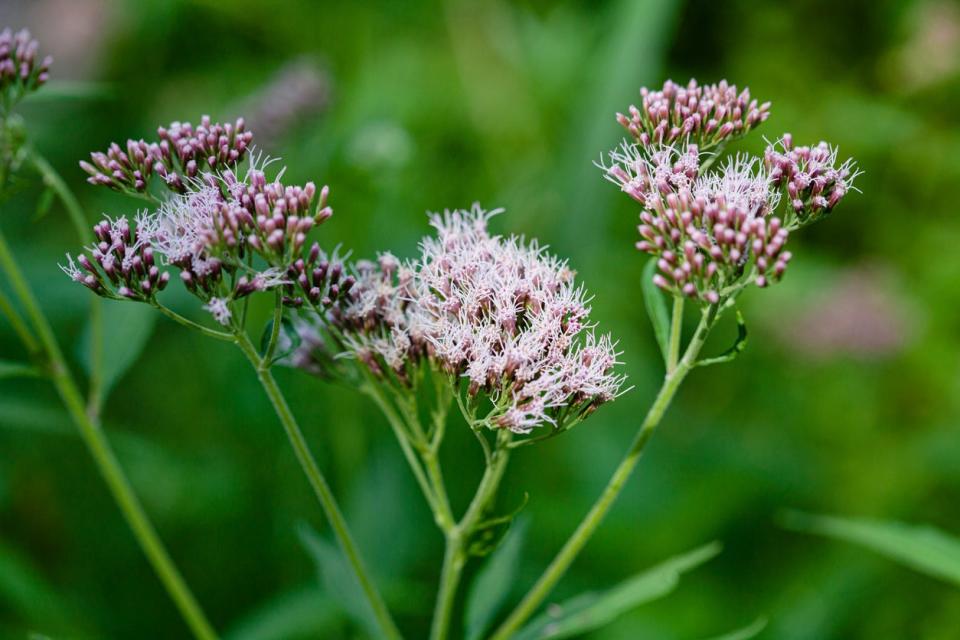 A cluster of Joe Pye Weed (Eutrochium purpureum) growing in a green garden. 