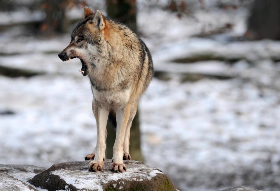 In places such as France wolves have returned with success (AFP via Getty Images)