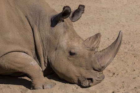 A northern white rhinoceros named Angalifu that died on Sunday is seen in this San Diego Zoo Safari Park handout photo released on December 15, 2014. REUTERS/Ken Bohn/San Diego Zoo/Handout