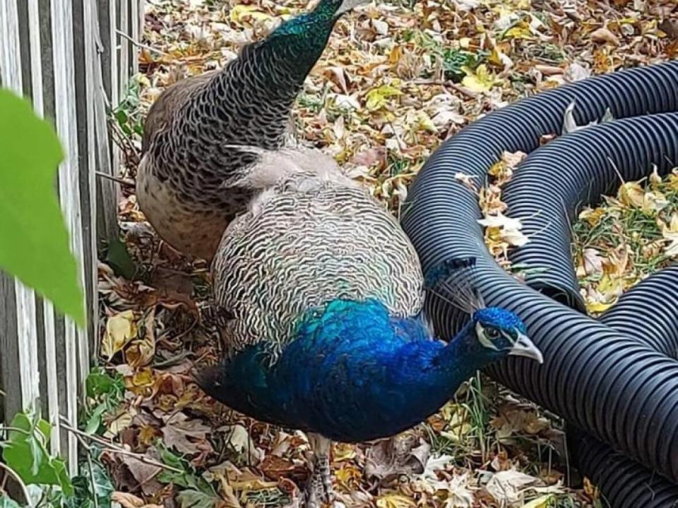 These two peacocks were spotted roaming around in Harrow, Ont., and are now the subject of a search. (Submitted by Sherry Weir - image credit)