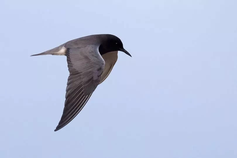 The American black tern in flight