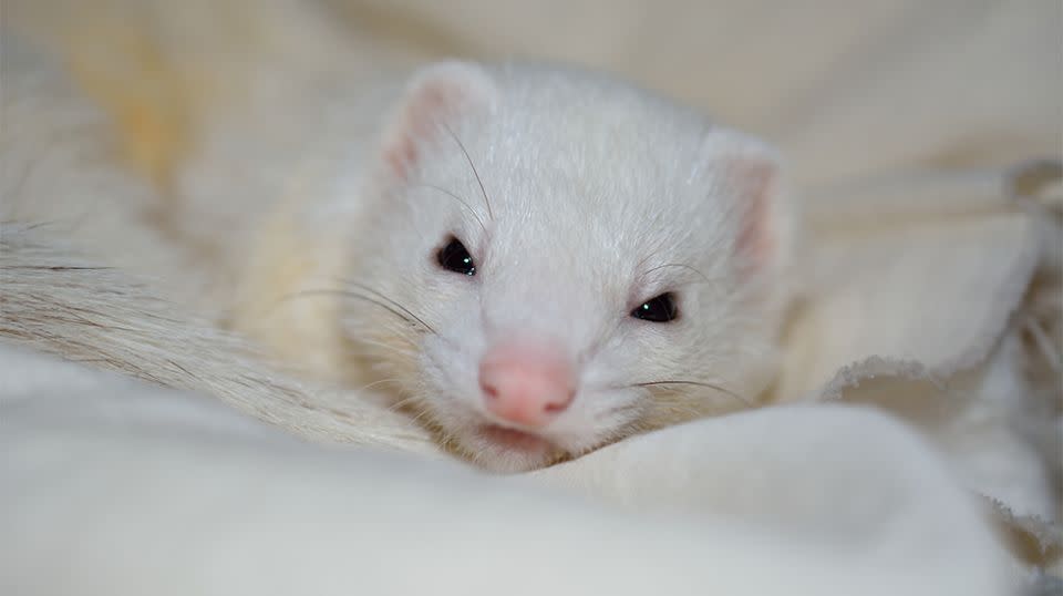 The rogue ferret made its way into her bed and latched onto her cheek. Source: Stock image / Getty