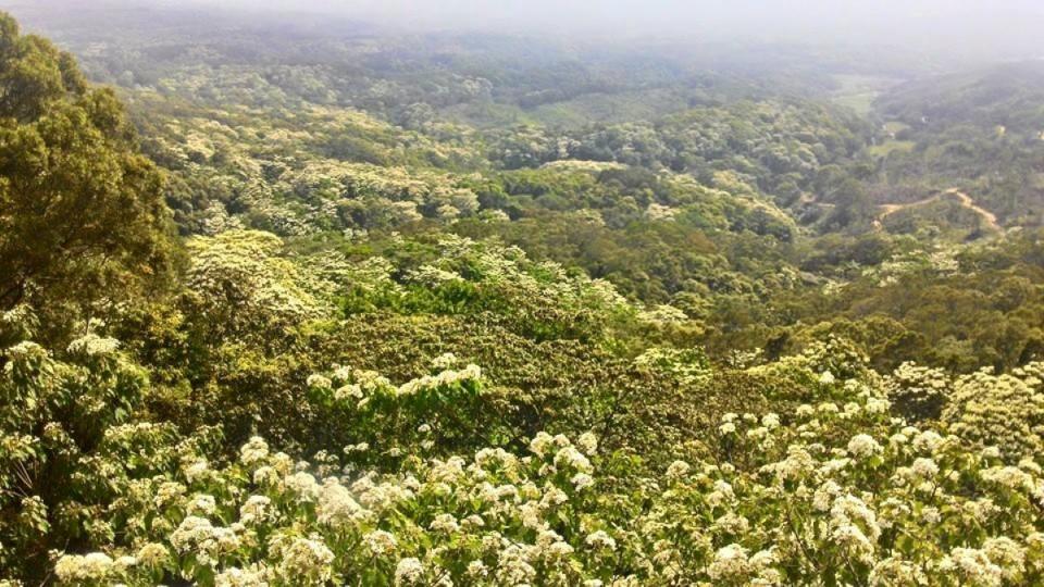 竹苗客家庄油桐花開了，滿山白頭相當壯觀。（圖：彭清仁攝）