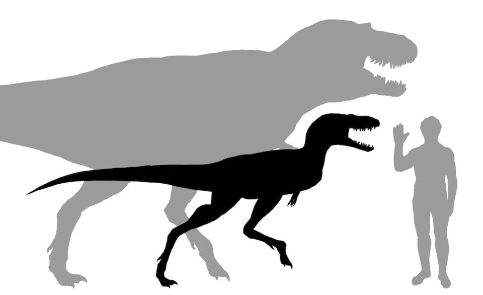 Images of juvenile and adult Gorgosaurus showing difference in size and proportions between them. 