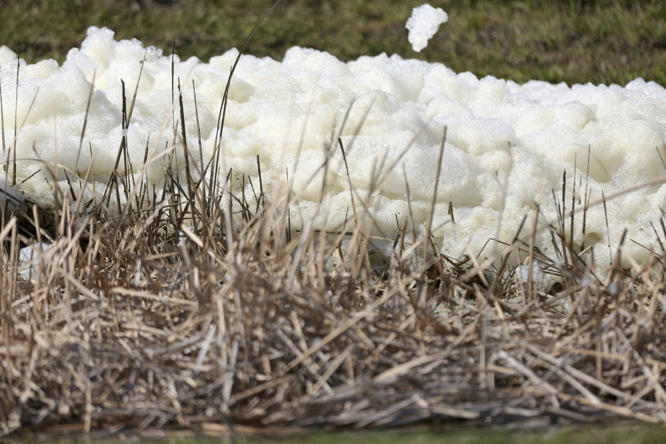 An unidentified foam collects on reeds where effluent flows from a pipe into a drainage ditch at Port Manatee South Gate on Tuesday, April 6, 2021, in Palmetto, Fla., where authorities responding to a leaking wastewater pond at the old Piney Point phosphate plant reopened a nearby stretch of U.S. 41 that had been closed for days between Manatee and Hillsborough counties. A mandatory evacuation order near the leaking Florida wastewater reservoir that affected more than 300 homes and additional businesses was lifted Tuesday as officials said the situation was under control. (Douglas R. Clifford/Tampa Bay Times via AP)