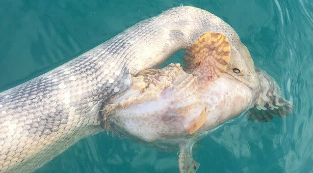 The sea snake and the stonefish were literally locked in a battle to the death. Source: Rick Trippe
