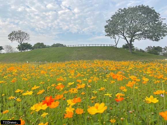 后里環保公園波斯菊花季預計到4月底，歡迎民眾前往拍照打卡。