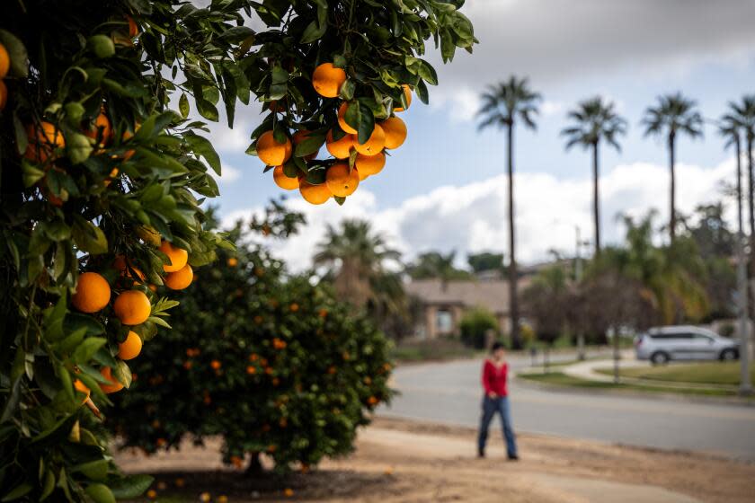 REDLANDS, CA - JANUARY 25: For months now, the California Department of Food and Agriculture has been waging war on the oriental fruit fly. To prevent the flies from spreading, the department now is preparing to remove fruit from trees on over 2,000 properties in the Redlands area of San Bernardino County. Fruit fly warning and quarantine sighs are posted at various locations on Thursday, Jan. 25, 2024 in Redlands, CA. (Irfan Khan / Los Angeles Times)