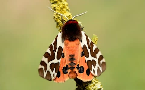 Garden tiger moth, Arctia caja - Credit: Westend61