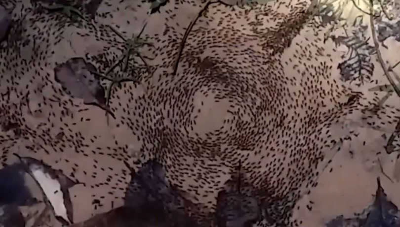 上萬隻螞蟻順時針不停狂轉，密集程度令人頭皮發麻。（圖／翻攝自Viral Press YouTube）