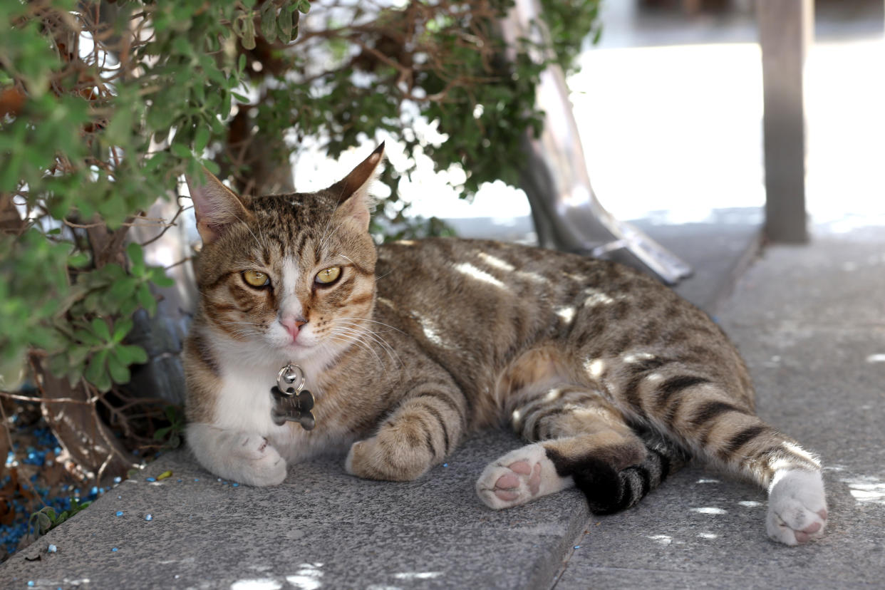 Dave, a local cat, is pictured at the team hotel in Doha, Qatar. / Credit: Eddie Keogh - The FA/The FA via Getty Images