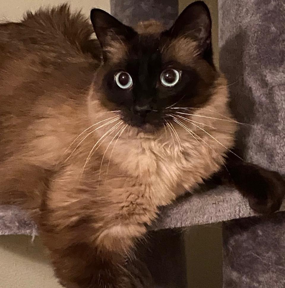 Felix is a fluff, almost 2-year-old chocolate-point Siamese mix. He has a big personality, according to the adoption network.