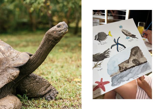 <p>From left: Matt Dutile; Courtesy of Jacqueline Gifford</p> From left: A Galápagos tortoise on Santa Cruz Island; watercolors by another passenger on the author’s trip.