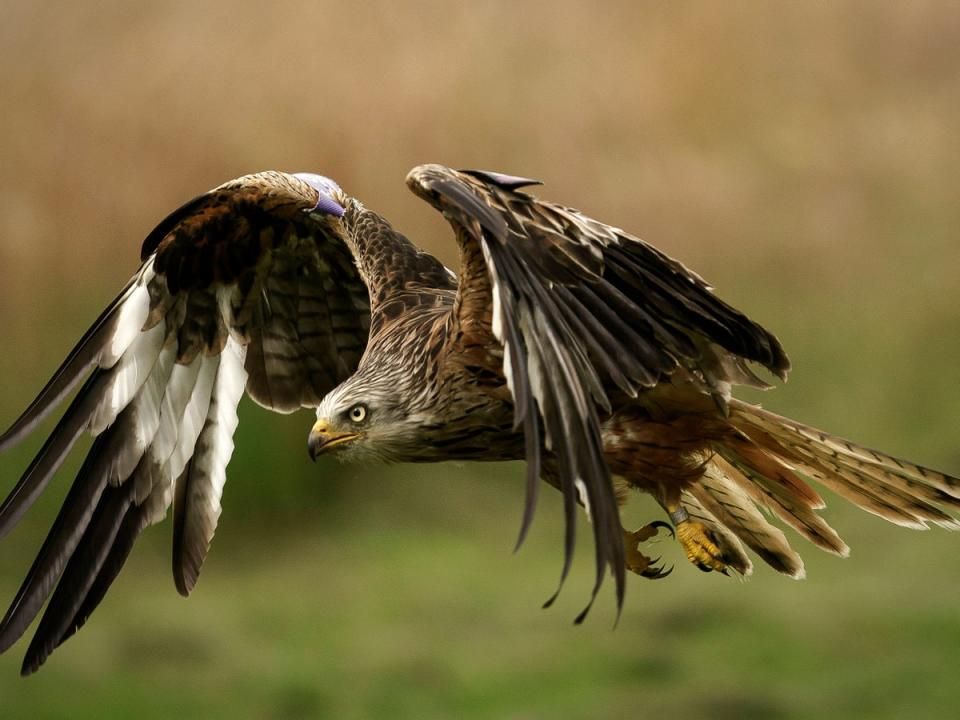 Red kite numbers are up 1,935 per cent in the last 25 years (Getty Images)