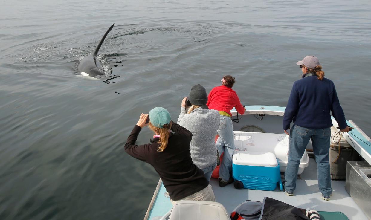 People in a boat watching an orca whale swim toward them.