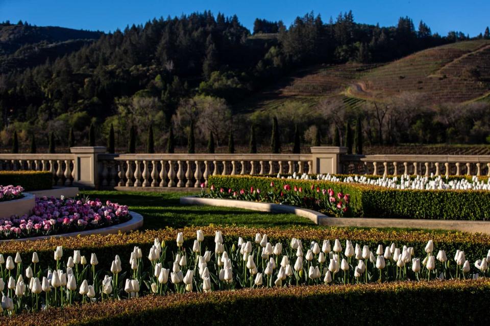 The tulip gardens at Ferrari-Carano Vineyards &amp; Winery are in full bloom as viewed on March 22, 2022, near Healdsburg, California