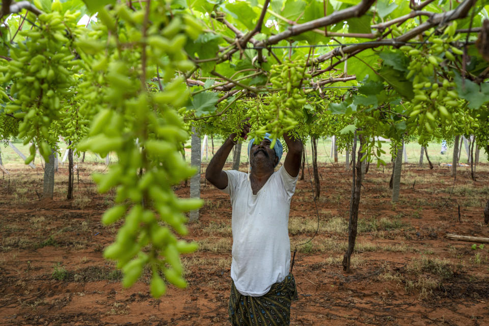 A farmer trims the leaves in a vineyard in Anantapur district in the southern Indian state of Andhra Pradesh, India, Wednesday, Sept. 14, 2022. Anantapur and its people are greatly impacted by desertification — the process by which fertile land becomes a desert. Climate change only hastens this transformation. (AP Photo/Rafiq Maqbool)