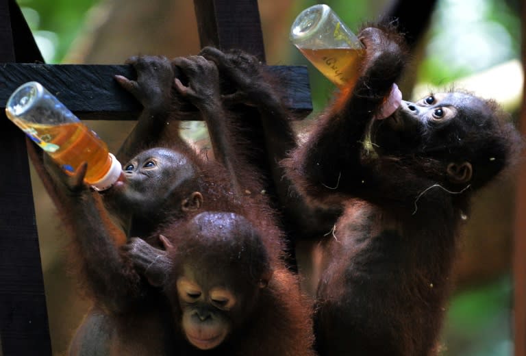 Orphaned orangutan youngsters drink from bottles during 'school lunch' at the International Animal Rescue centre, outside the city of Ketapang in West Kalimantan