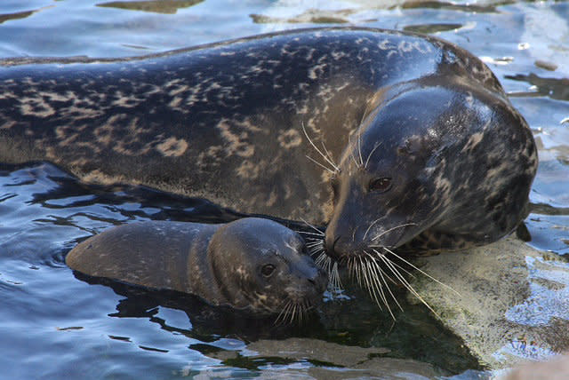 In this photo released on Friday April 27,2012 by the Aquarium of the Pacific in Long Beach showing Shelby, one of the Aquariums female harbor seals, who is 16 years old and gave birth to her first pup today Friday April 27,2012. The newborn female seal weighs approximately 20 pounds. Aquarium of the Pacific mammal and bird curator Dudley Wigdahl says Shelby 16 years old and gave birth to her first pup when most seals start having pups at 4 or 5.(AP Photo/Terri Haines, Aquarium of the Pacific)