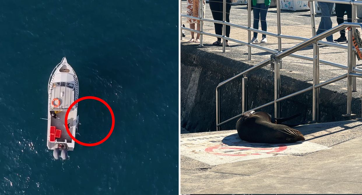 Left - A contractor boat with the great white shark filmed from above with a drone. Right - the seal on the beach.