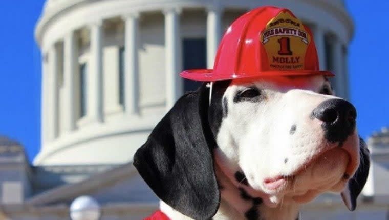 Beloved Fire Safety Dog Dies at Age 10 in Arkansas