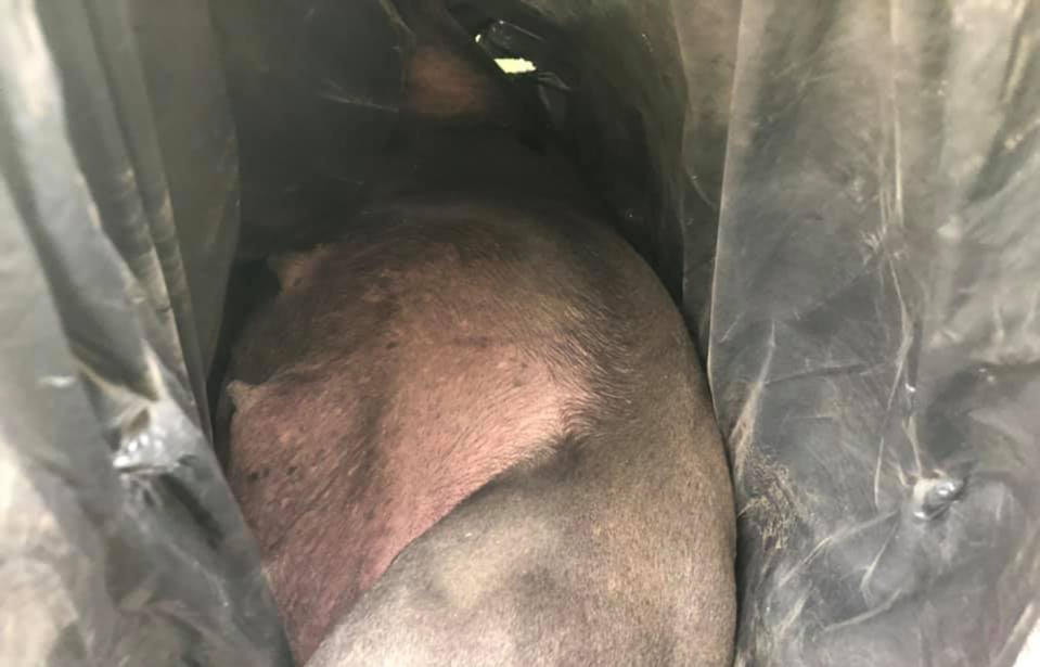 The dumped dog had a swollen stomach, believed to be pregnant or recently had pups. Source: Harriet Haebich / Facebook