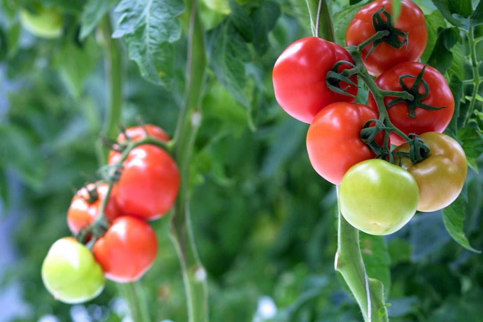 <p>In Tomaten sind Carotinoide enthalten. Diese verleihen der Haut ein frisches Aussehen. Aber nicht nur das: Der Feind Nummer eins für eine faltenfreie Haut ist die Sonneneinstrahlung. Die UV-Strahlen begünstigen die Hautalterung. Carotinoide können von innen heraus einen natürlichen Sonnenschutzfaktor aufbauen und so die Haut vor der Sonne schützen. Die Sonnencreme kann trotzdem nicht durch Tomaten ersetzt werden. (Bild: Getty Images / Michael Bradley)</p>