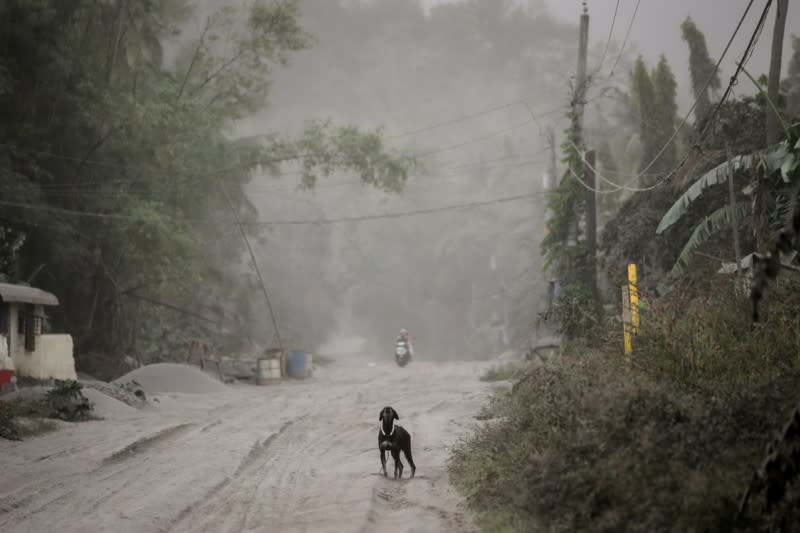 A stray dog barks on a road covered with ash from Taal Volcano in Agoncillo, Batangas City