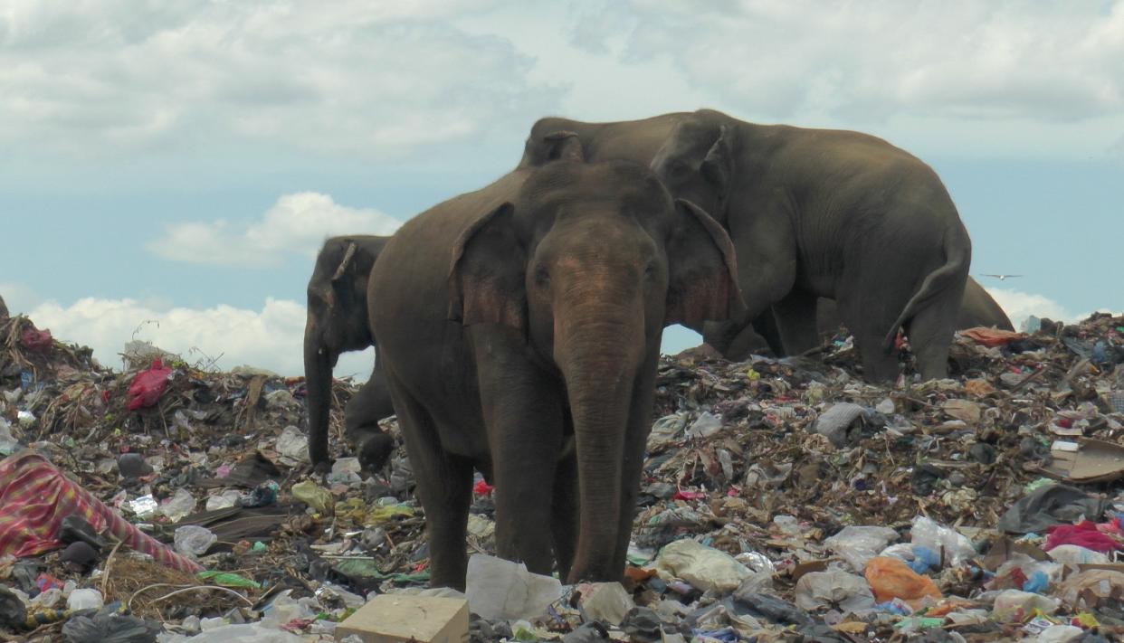 <p>A decade old Ampara landfill was created between an elephant corridor </p> (REUTERS)