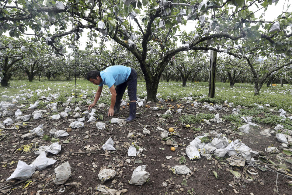 A man picks up pears knocked to the ground after Typhoon Lingling passed through Suncheon, South Korea, Sunday, Sept 8, 2019. South Korea on Sunday was surveying the impact of one of the most powerful typhoons to ever hit the Korean Peninsula, but the country appears to have escaped widespread damage. (Hyung Min-woo/Yonhap via AP)